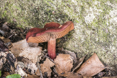 Cortinarius cardinalis