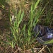 photo of Scribner's Panicgrass (Dichanthelium oligosanthes scribnerianum)