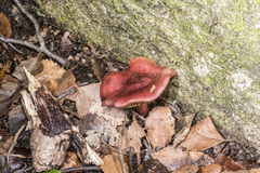 Cortinarius cardinalis