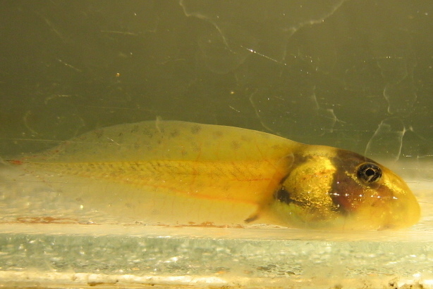 Machado's Snouted Treefrog