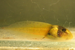 Machado's Snouted Treefrog photo 1