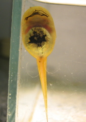 Machado's Snouted Treefrog photo 2