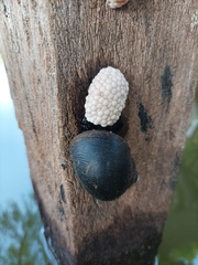 Pomacea catemacensis