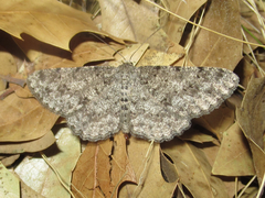 Stenoporpia margueritae