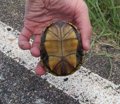 Kinosternon flavescens