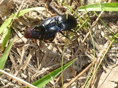 Pasimachus sublaevis