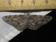 Stenoporpia margueritae