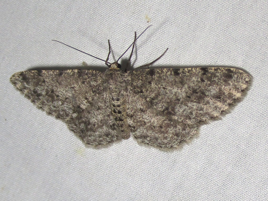 Stenoporpia margueritae