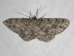 Stenoporpia margueritae