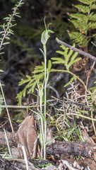 Pterostylis trullifolia