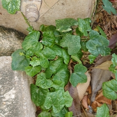 Coccinia grandis