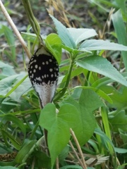 Aristolochia erecta