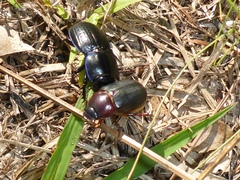 Pasimachus sublaevis