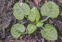 Pterostylis trullifolia