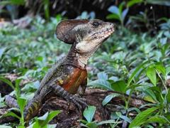 Basiliscus galeritus