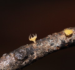 Crocicreas