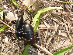 Pasimachus sublaevis