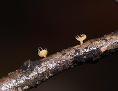 Crocicreas
