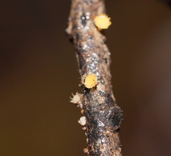Crocicreas