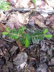Abies balsamea image