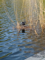 Fulica atra