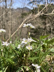 Claytonia caroliniana