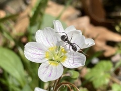 Claytonia caroliniana