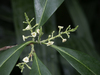 American Olive - Photo (c) scott.zona, some rights reserved (CC BY-NC)