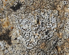 Bagliettoa calciseda