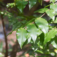 Mouriri myrtilloides