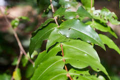 Mouriri myrtilloides