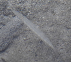 Sphyraena borealis