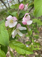 Malus floribunda