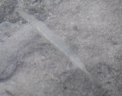 Sphyraena borealis