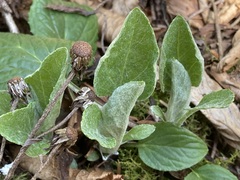 Rugelia nudicaulis