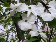 Cornus