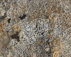 Bagliettoa calciseda