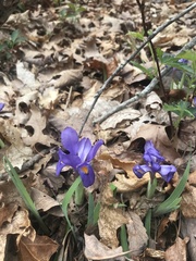 Iris verna smalliana