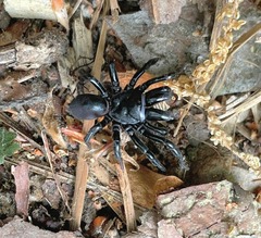 Sphodros niger