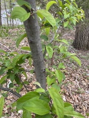 Malus floribunda