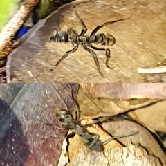 Diacamma