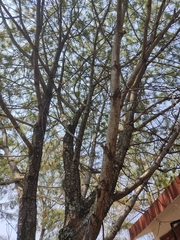 Pinus maximartinezii