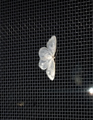 Lomographa vestaliata