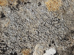 Bagliettoa calciseda