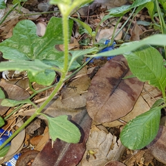 Diacamma