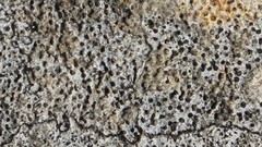 Bagliettoa calciseda