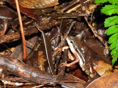 Atelopus elegans