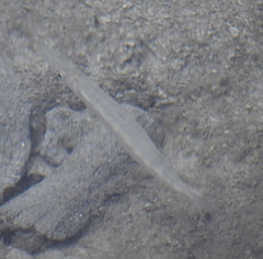 Sphyraena borealis