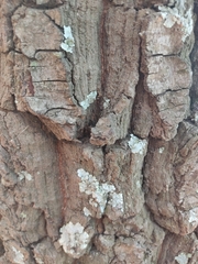 Pinus maximartinezii