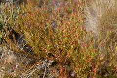 Leucadendron stelligerum